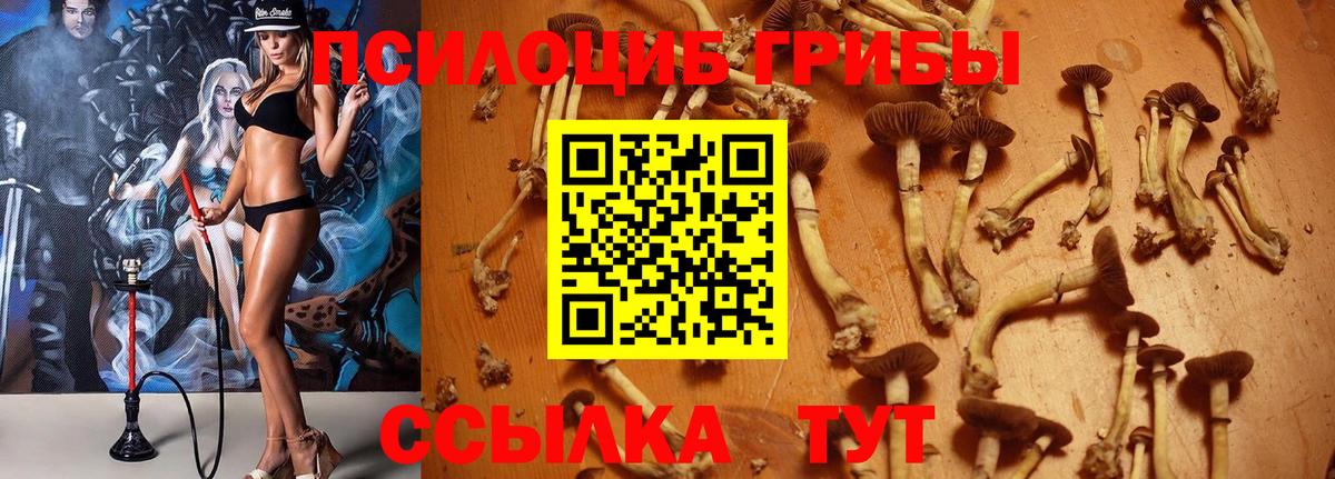 Псилоцибиновые грибы MAGIC MUSHROOMS  Вход с VPN  Нальчик 